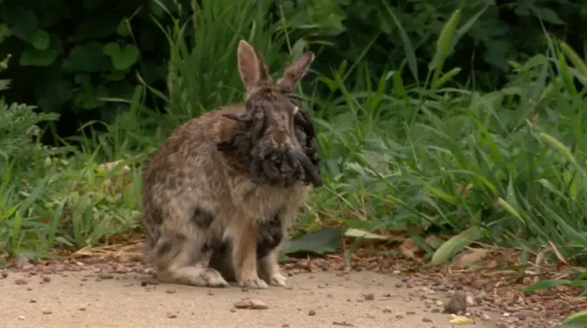 Rabbit With Tentacles in Colorado: Why This Creepy Phenomenon Has People Worried