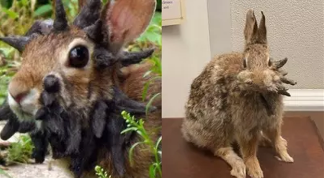 Rabbit With Tentacles in Colorado: Why This Creepy Phenomenon Has People Worried