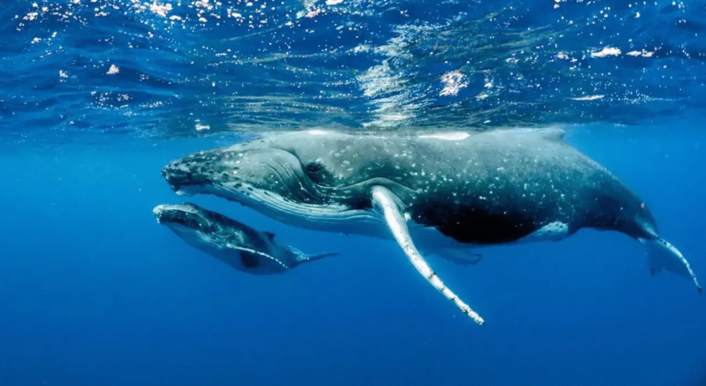 Why Did Blue Whales Suddenly Go Silent? What Scientists Are Discovering