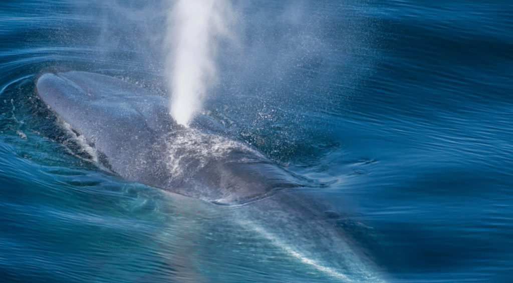 Why Did Blue Whales Suddenly Go Silent? What Scientists Are Discovering