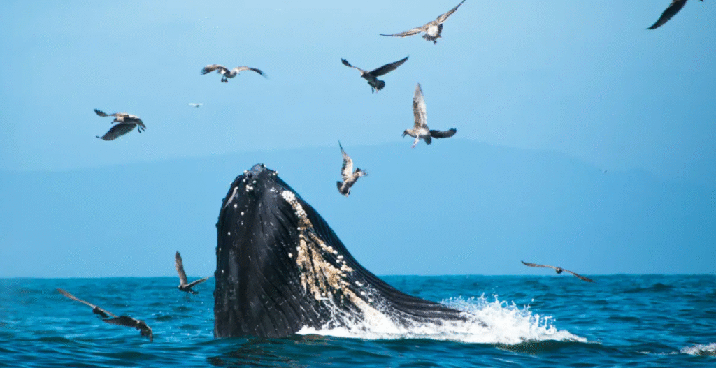 Why Did Blue Whales Suddenly Go Silent? What Scientists Are Discovering