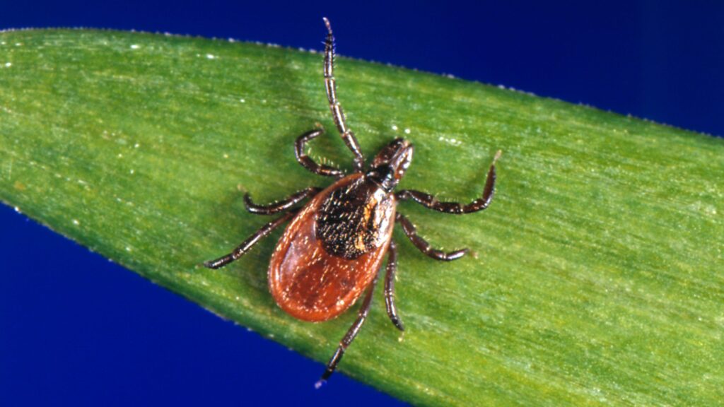 What Is Lyme Disease? Justin Timberlake’s Health Scare Explained